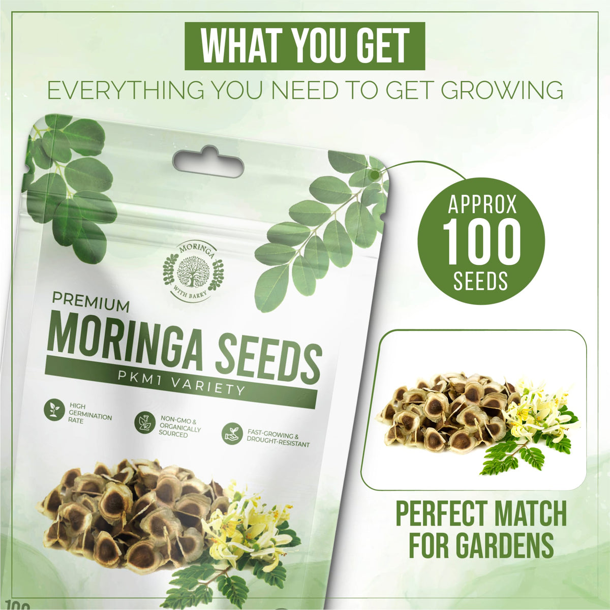 Fast-Growing Superfood Moringa for Planting