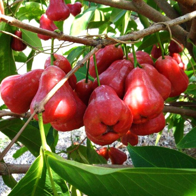 Wax Apple Fruit Growing Kit