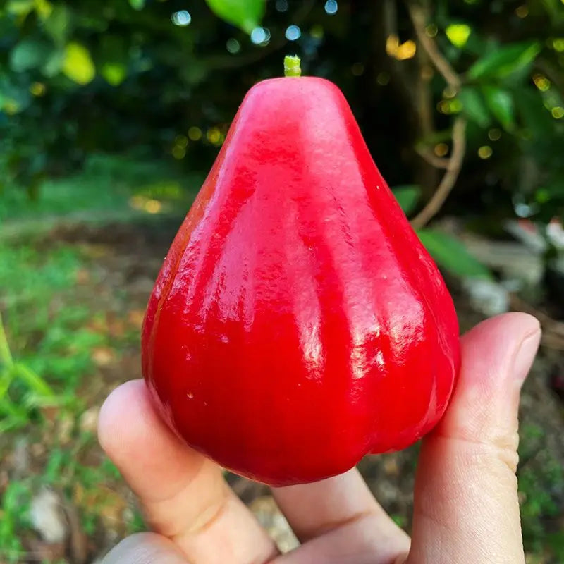 Wax Apple Fruit Growing Kit