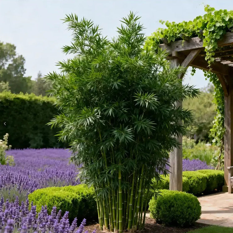 Lucky Bamboo Cypress Grow Pack