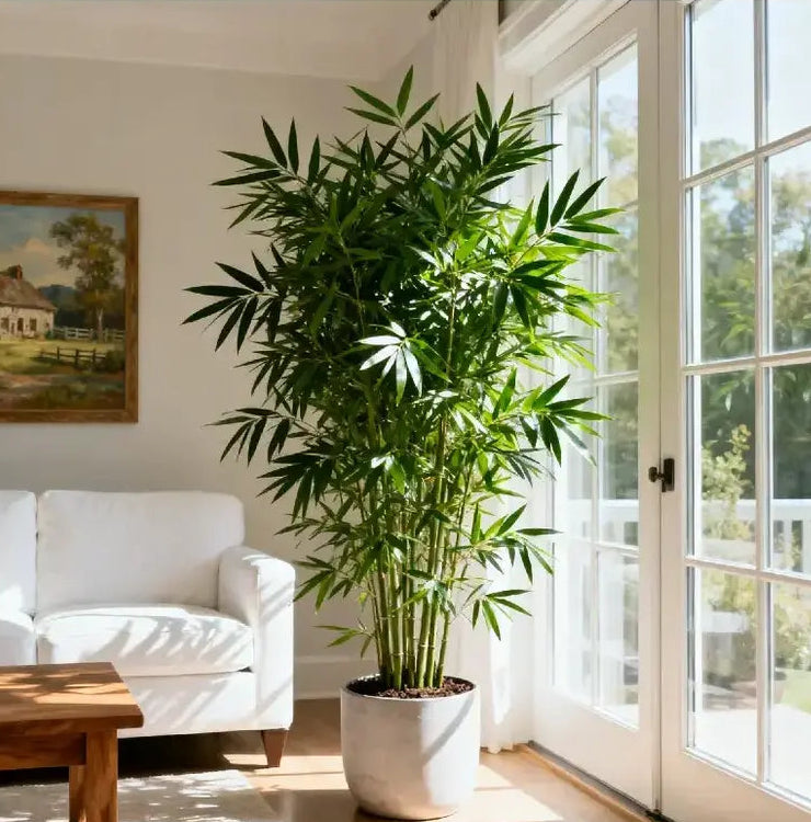 Lucky Bamboo Cypress Grow Pack
