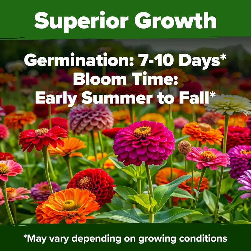 HOME GROWN Mixed Zinnia Blossoms for Planting