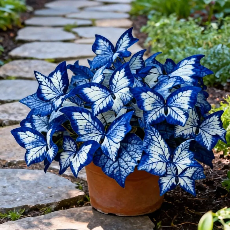 Butterfly Leaf Hosta – Shade-Loving Perennial for Garden