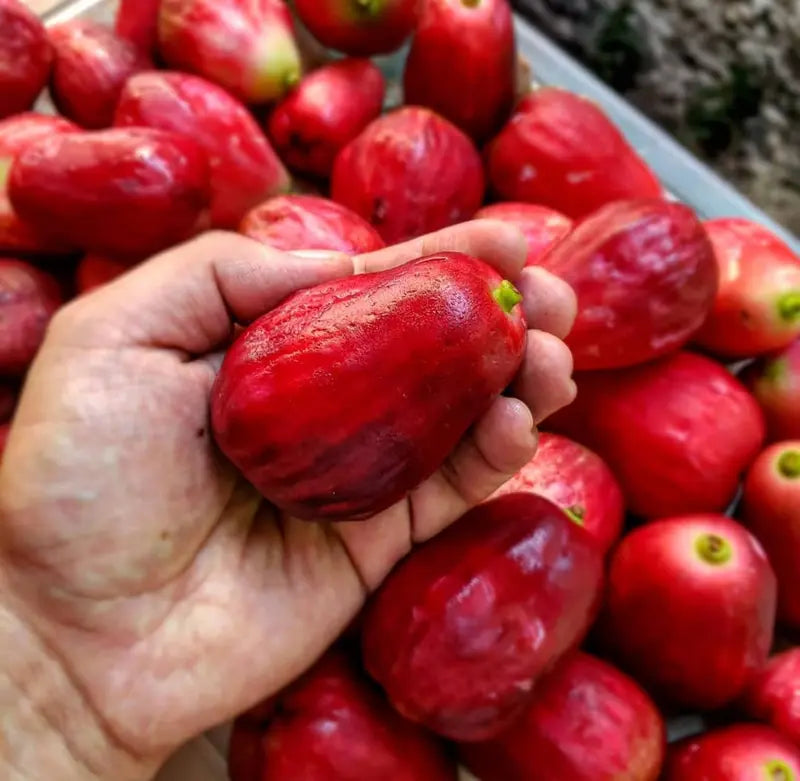 Wax Apple Fruit Growing Kit