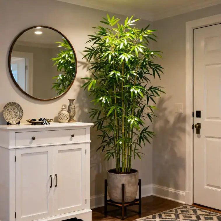 Lucky Bamboo Cypress Grow Pack
