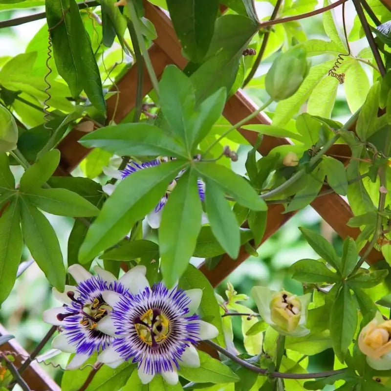 Exotic Passion Fruit Growing Kit