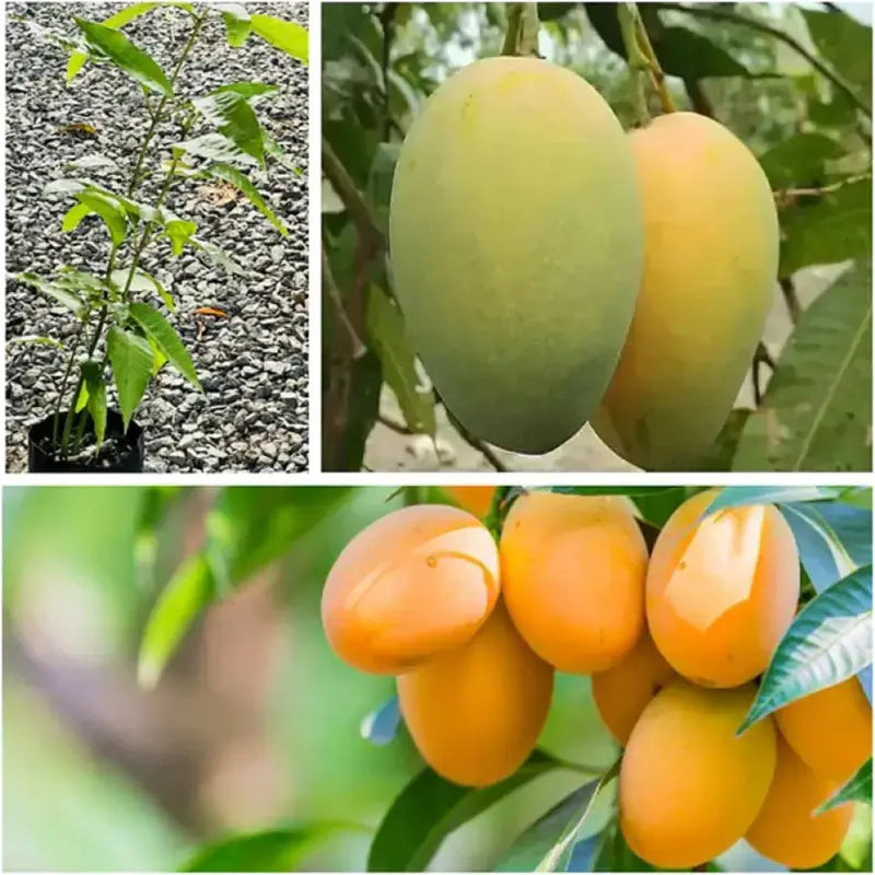 10PCS Extra-Sweet Superior Pink Mango for Plant