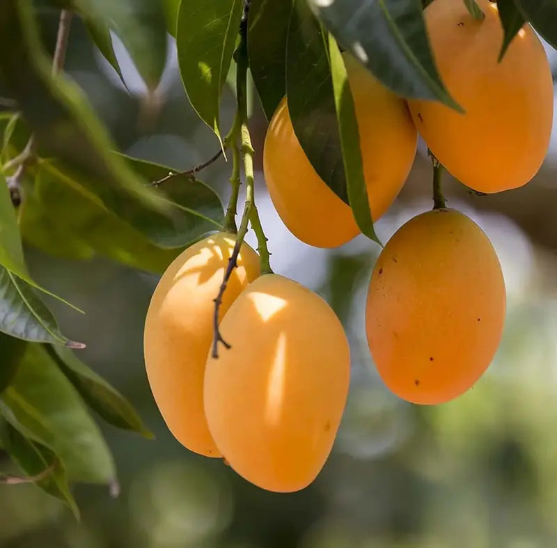 10PCS Extra-Sweet Superior Pink Mango for Plant