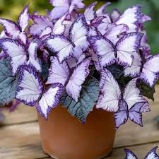 Butterfly Leaf Hosta – Shade-Loving Perennial for Garden