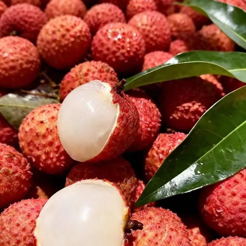 Heirloom Lychee Starter Kit – Non-GMO Easy Grow Exotic Fruit