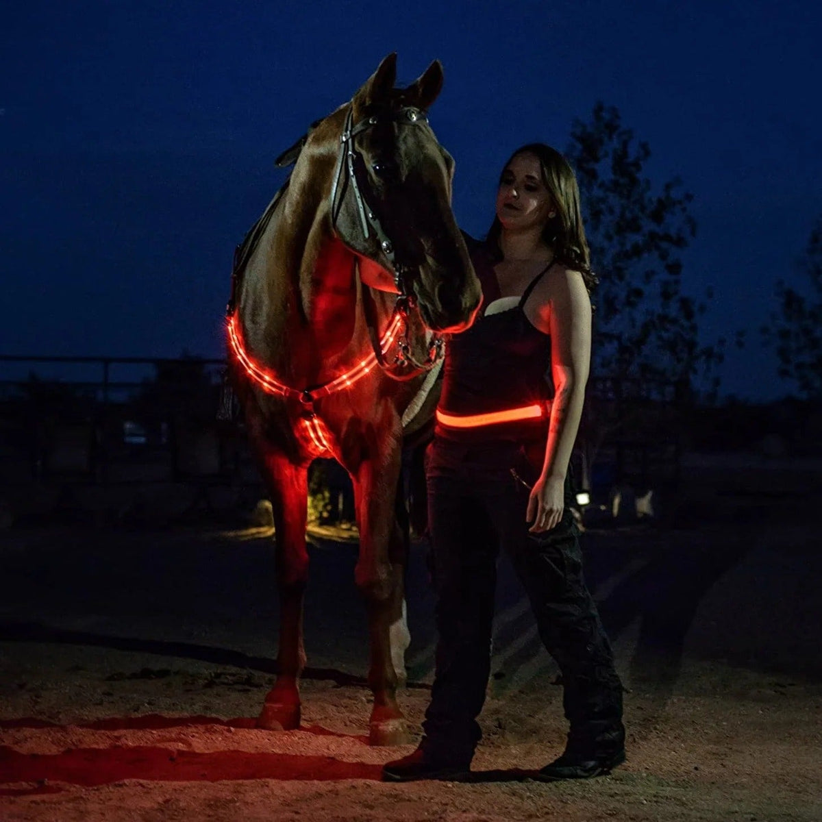 Adjustable LED Horse Breastplate – Rechargeable Night Visibility Harness