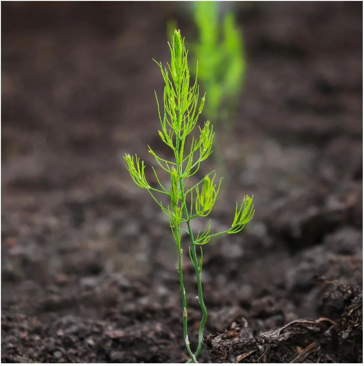 Low-Fat High-Fiber Asparagus Plant Kit