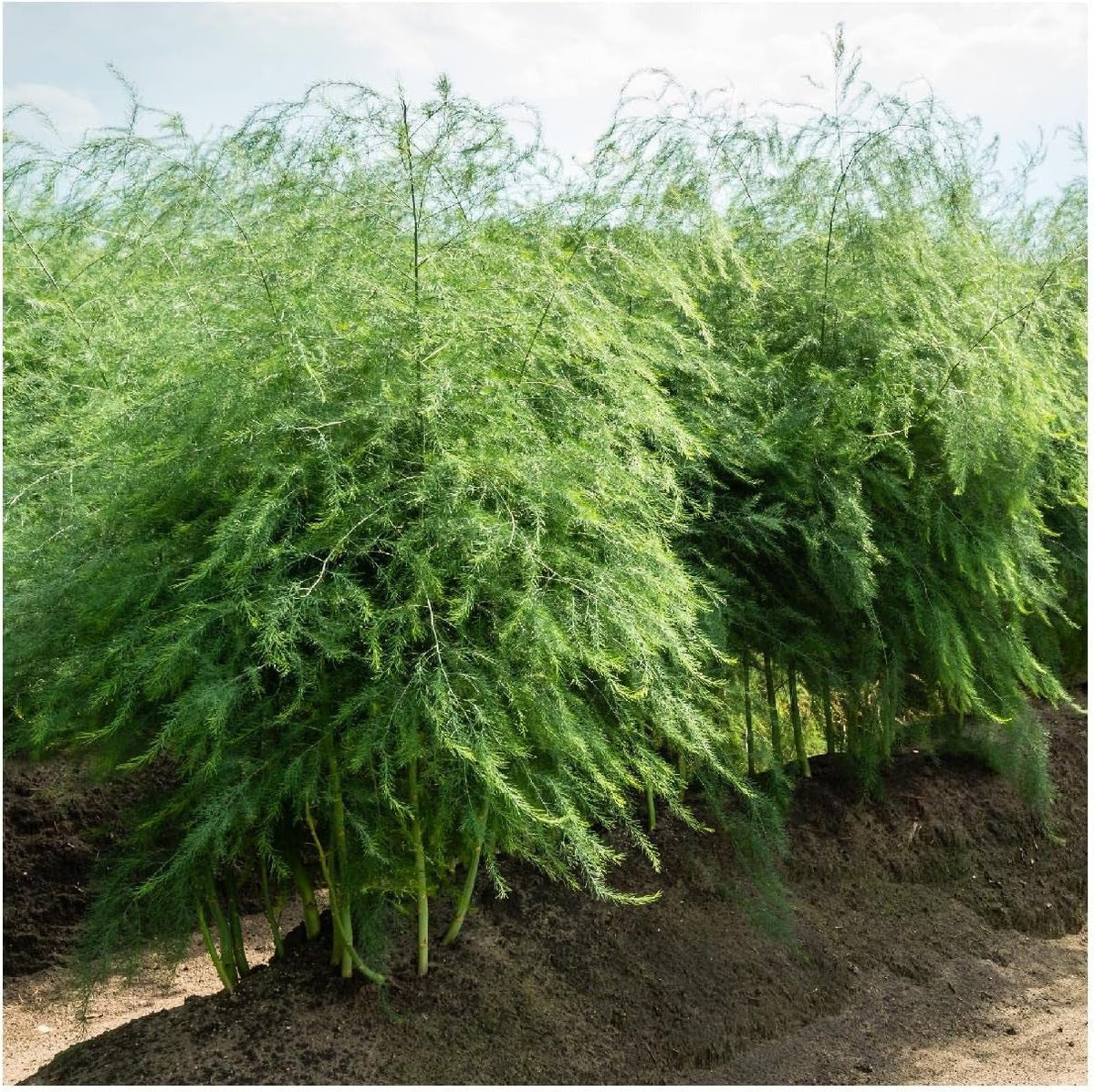Low-Fat High-Fiber Asparagus Plant Kit