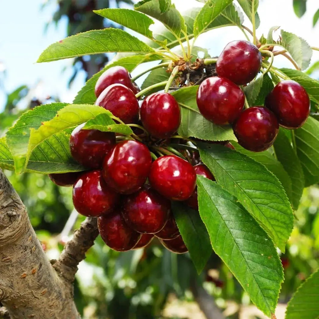 Black Cherry Plant Kit – American & Chilean Varieties for Home Garden