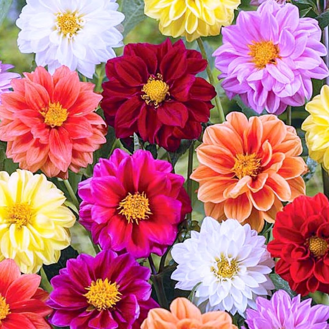 Dahlia Flower Planting Collection — Vibrant Blooms for Stunning Gardens