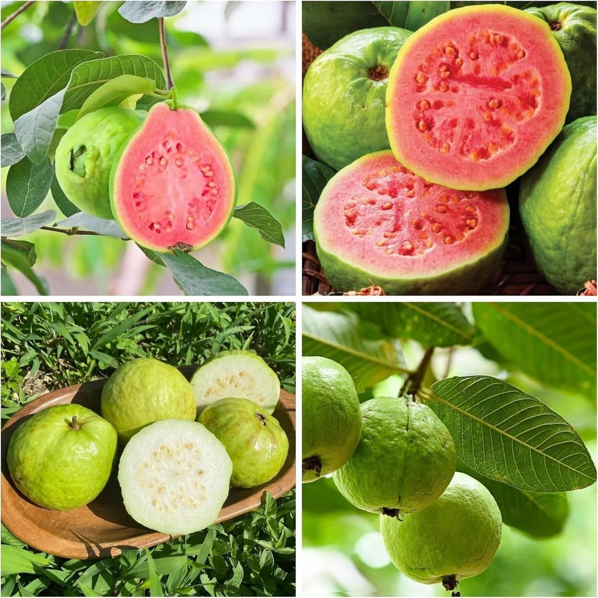 Tropical Guava Growing Kit for Pots & Gardens