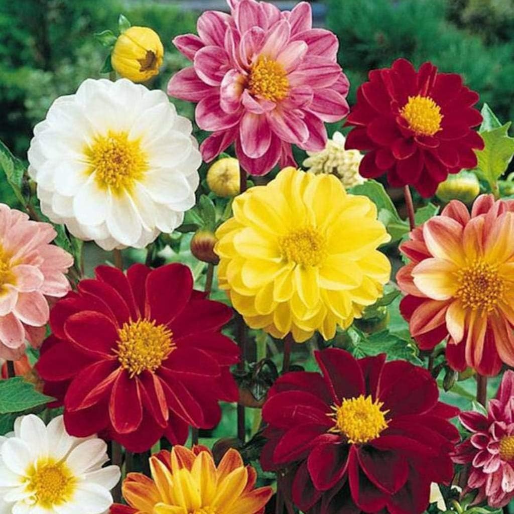 Dahlia Flower Planting Collection — Vibrant Blooms for Stunning Gardens