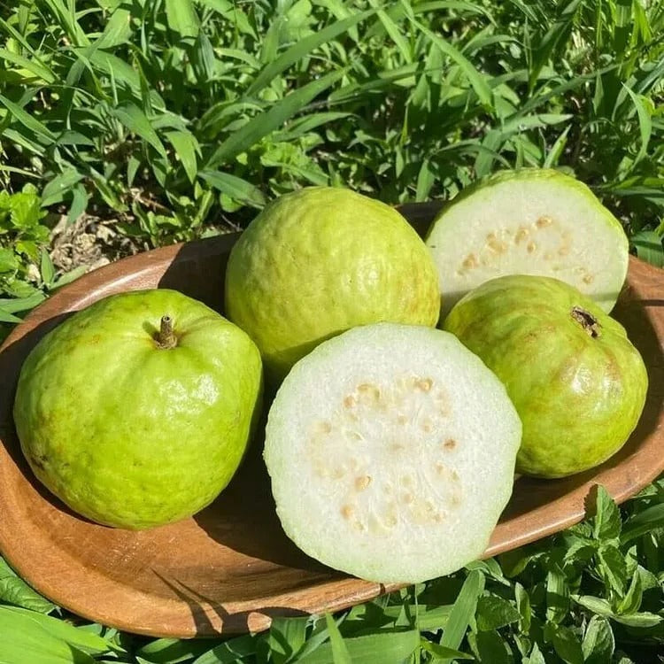 Tropical Guava Growing Kit for Pots & Gardens