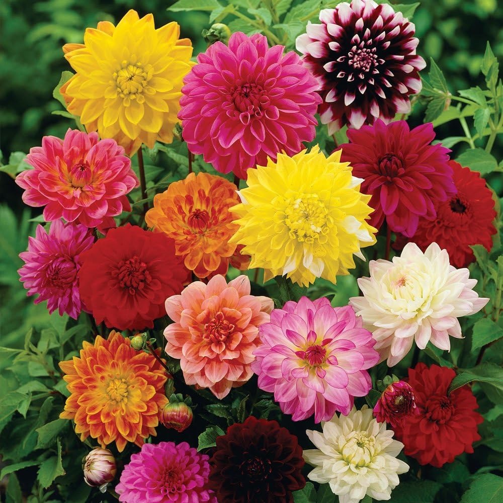Dahlia Flower Planting Collection — Vibrant Blooms for Stunning Gardens
