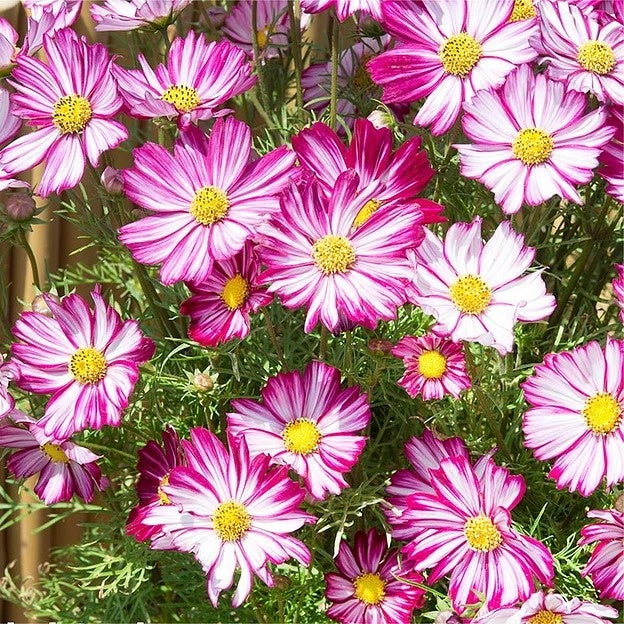 Cosmos Candy Stripe Flower Mix Easy Grow Garden Blooms (1000 grains)