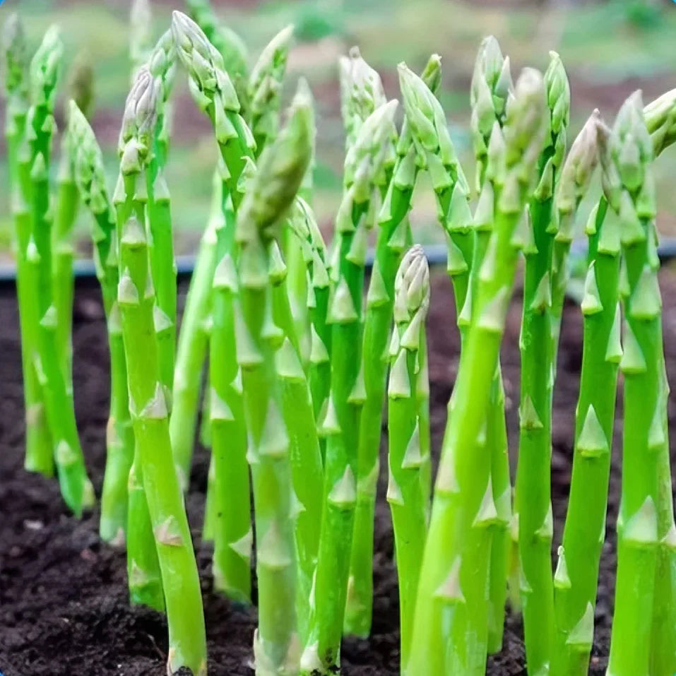 Low-Fat High-Fiber Asparagus Plant Kit