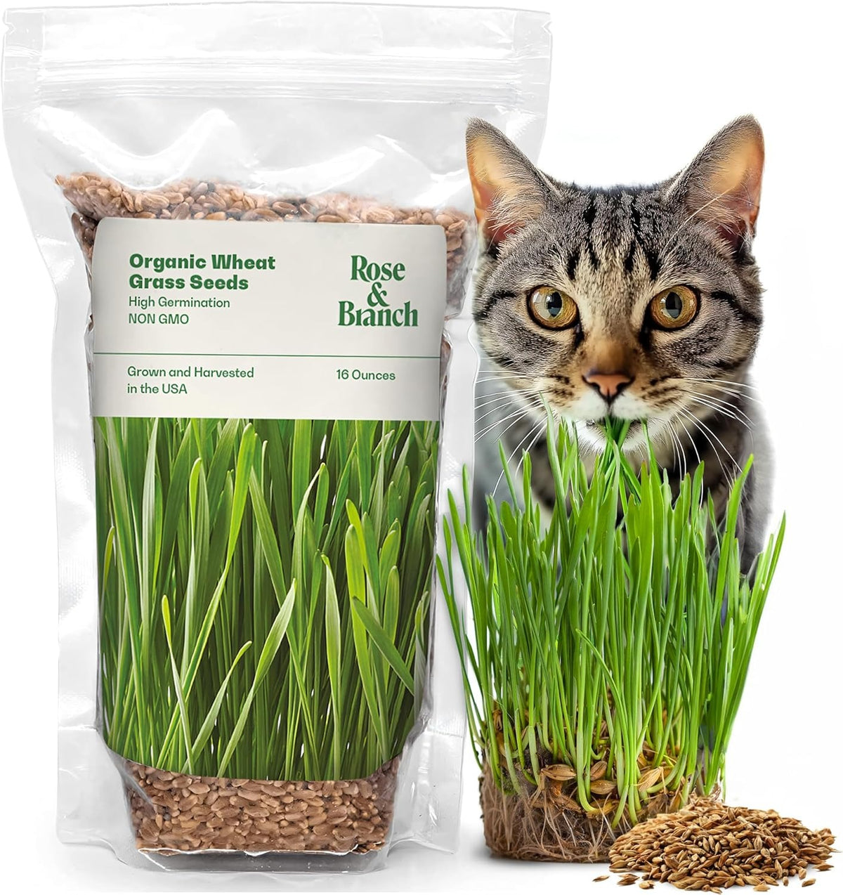 Organic Cat Grass Kit Indoor Wheat Grass with Hydroponic Planter