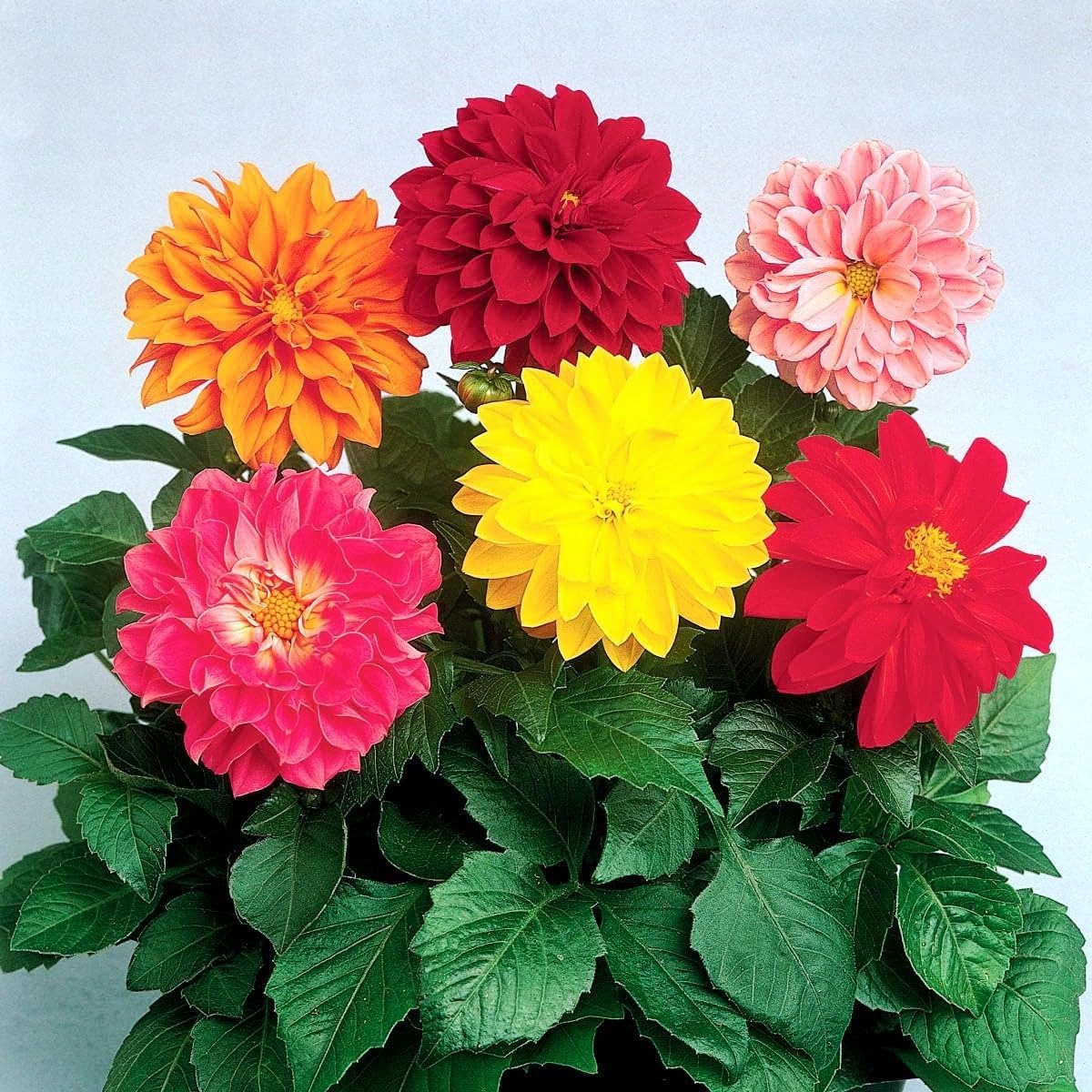 Dahlia Flower Planting Collection — Vibrant Blooms for Stunning Gardens