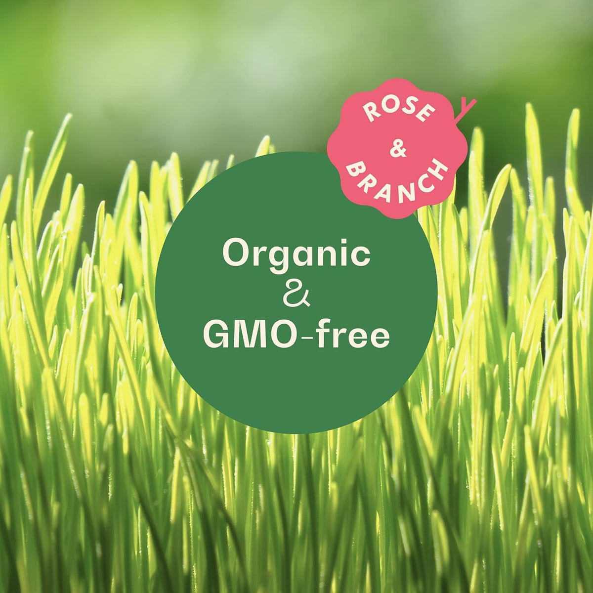 Organic Cat Grass Kit Indoor Wheat Grass with Hydroponic Planter