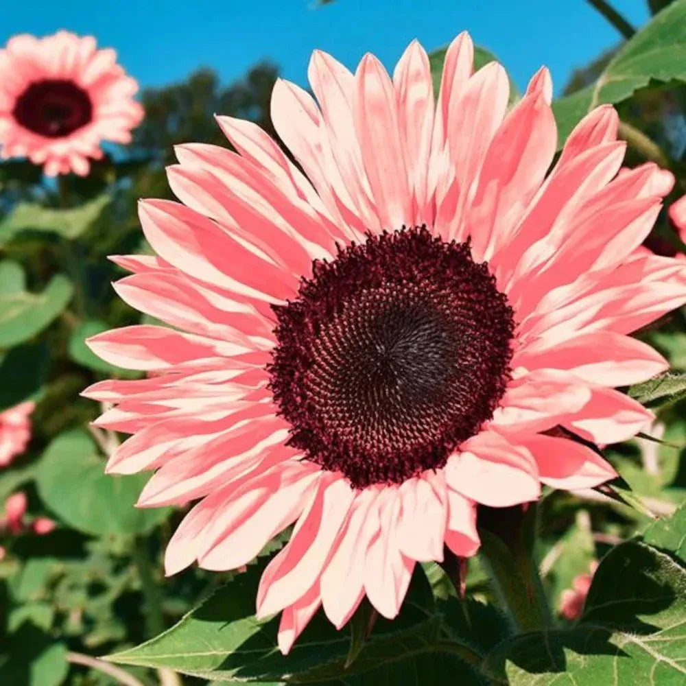 Sunflower Collection – Giant Teddy Bear & Classic Varieties for Your Garden