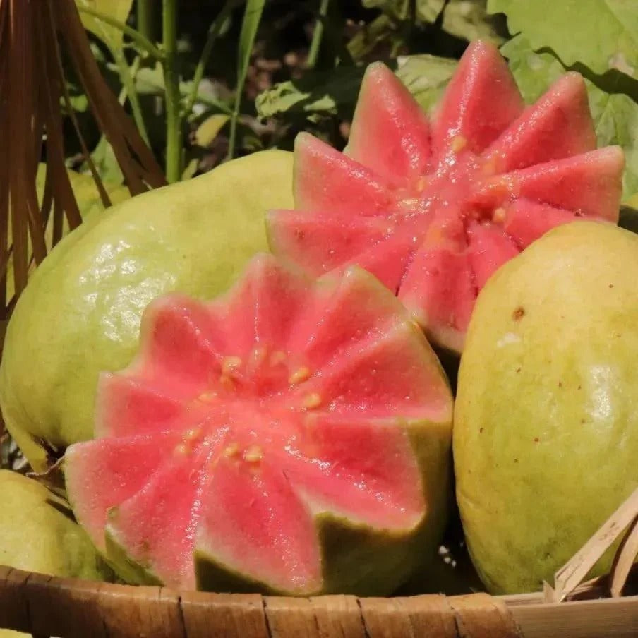 Tropical Guava Growing Kit for Pots & Gardens
