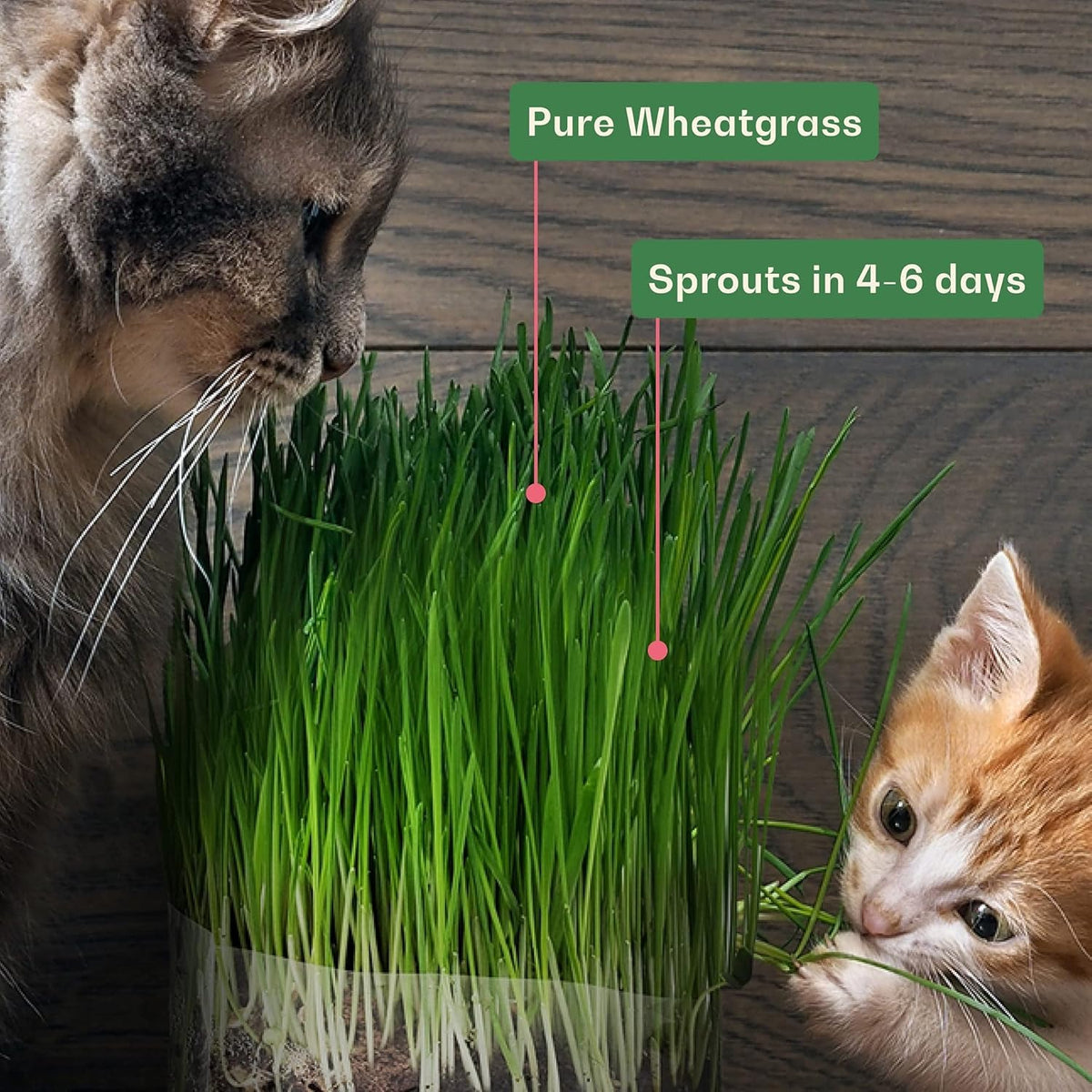 Organic Cat Grass Kit Indoor Wheat Grass with Hydroponic Planter