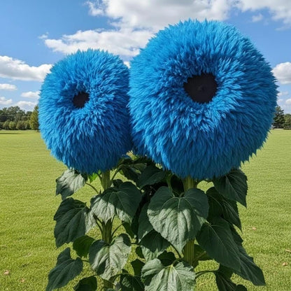 Sunflower Collection – Giant Teddy Bear & Classic Varieties for Your Garden