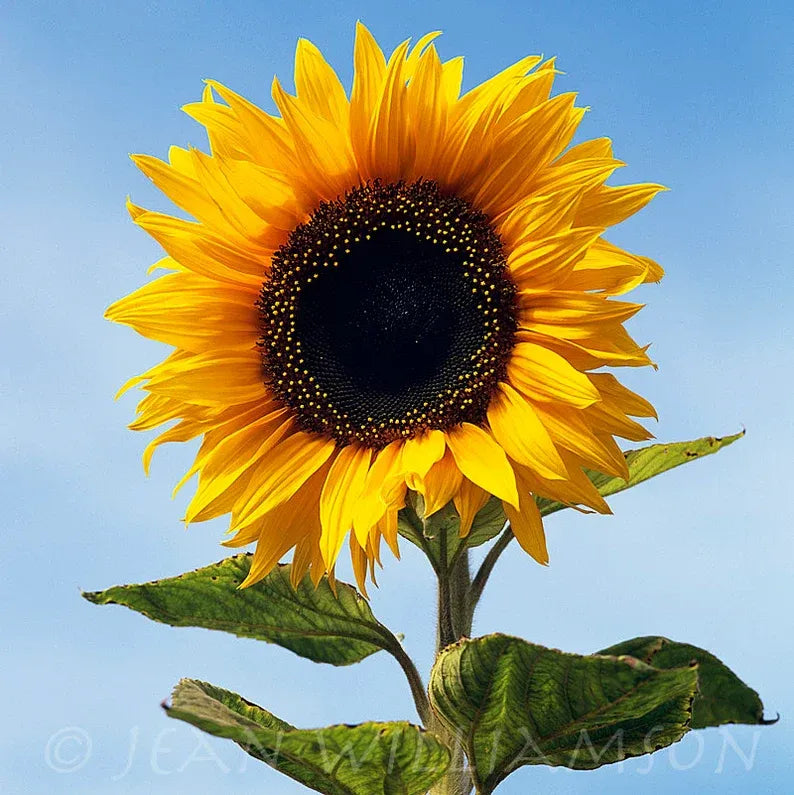 Sunflower Collection – Giant Teddy Bear & Classic Varieties for Your Garden