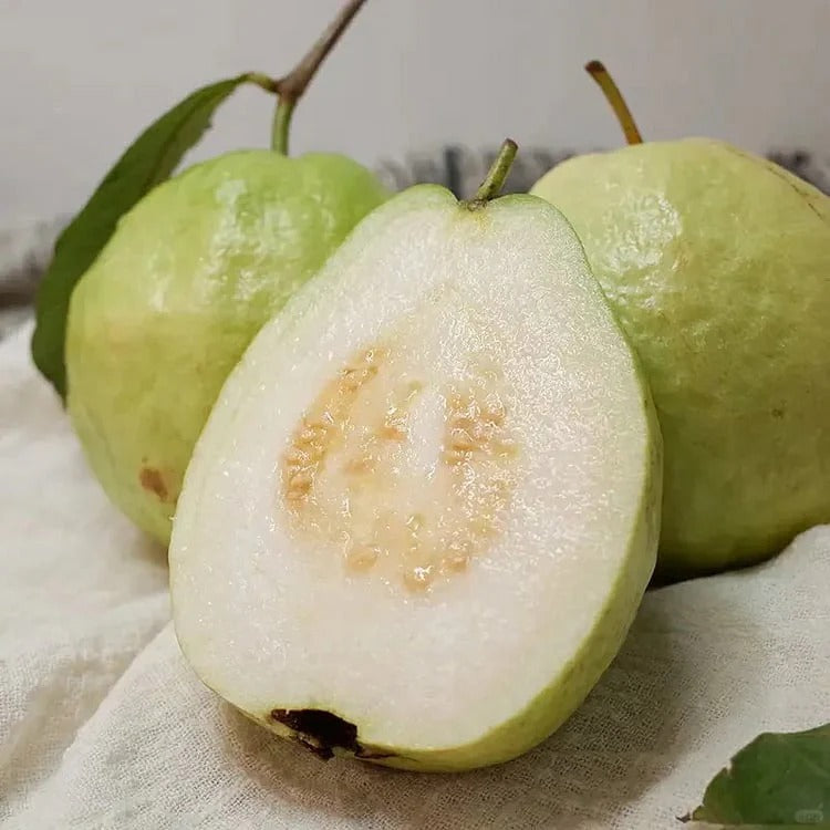 Tropical Guava Growing Kit for Pots & Gardens