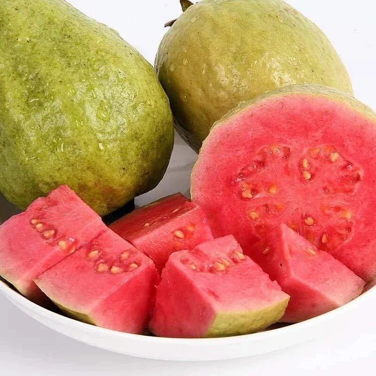Tropical Guava Growing Kit for Pots & Gardens