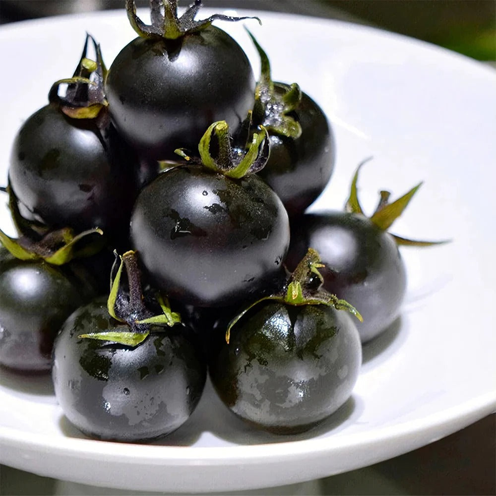 Black Diamond Tomato Plant Kit — High Anthocyanin Sweet & Juicy