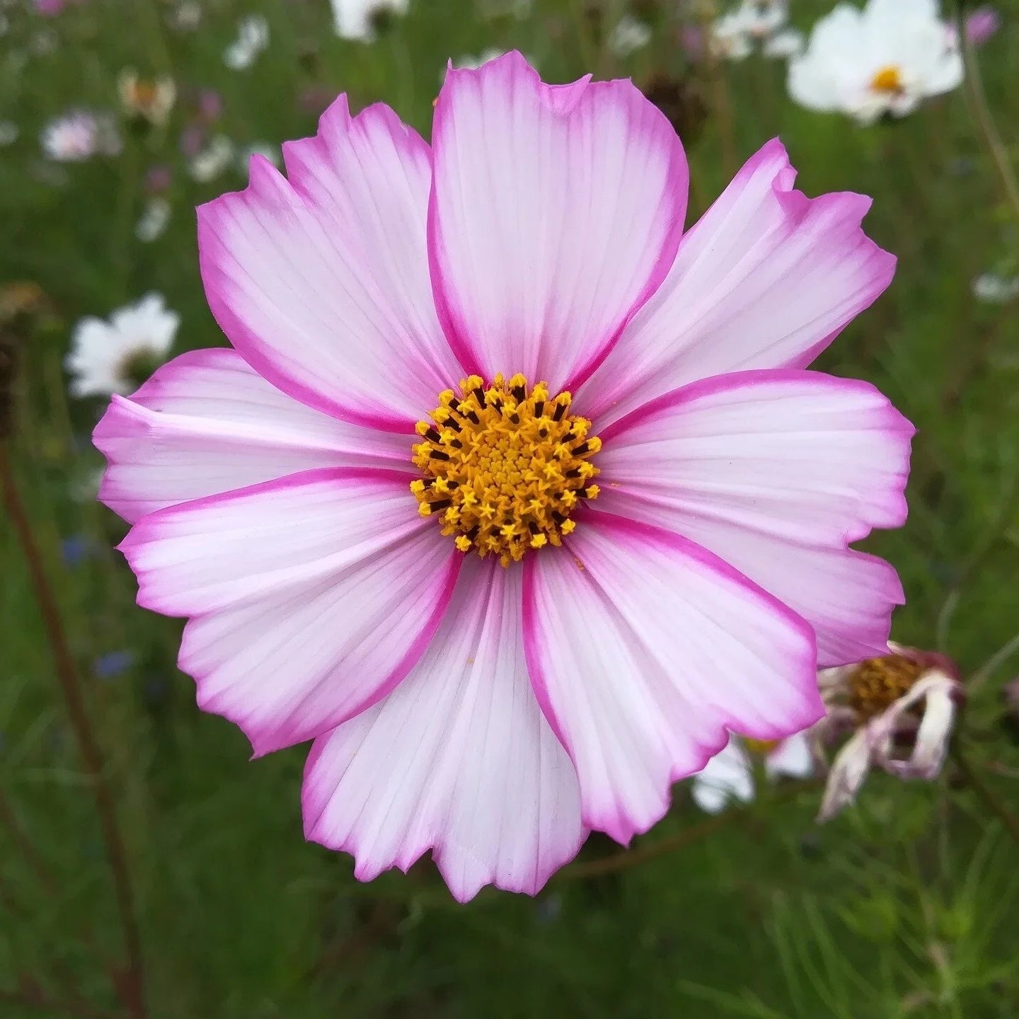 Cosmos Candy Stripe Flower Mix Easy Grow Garden Blooms (1000 grains)