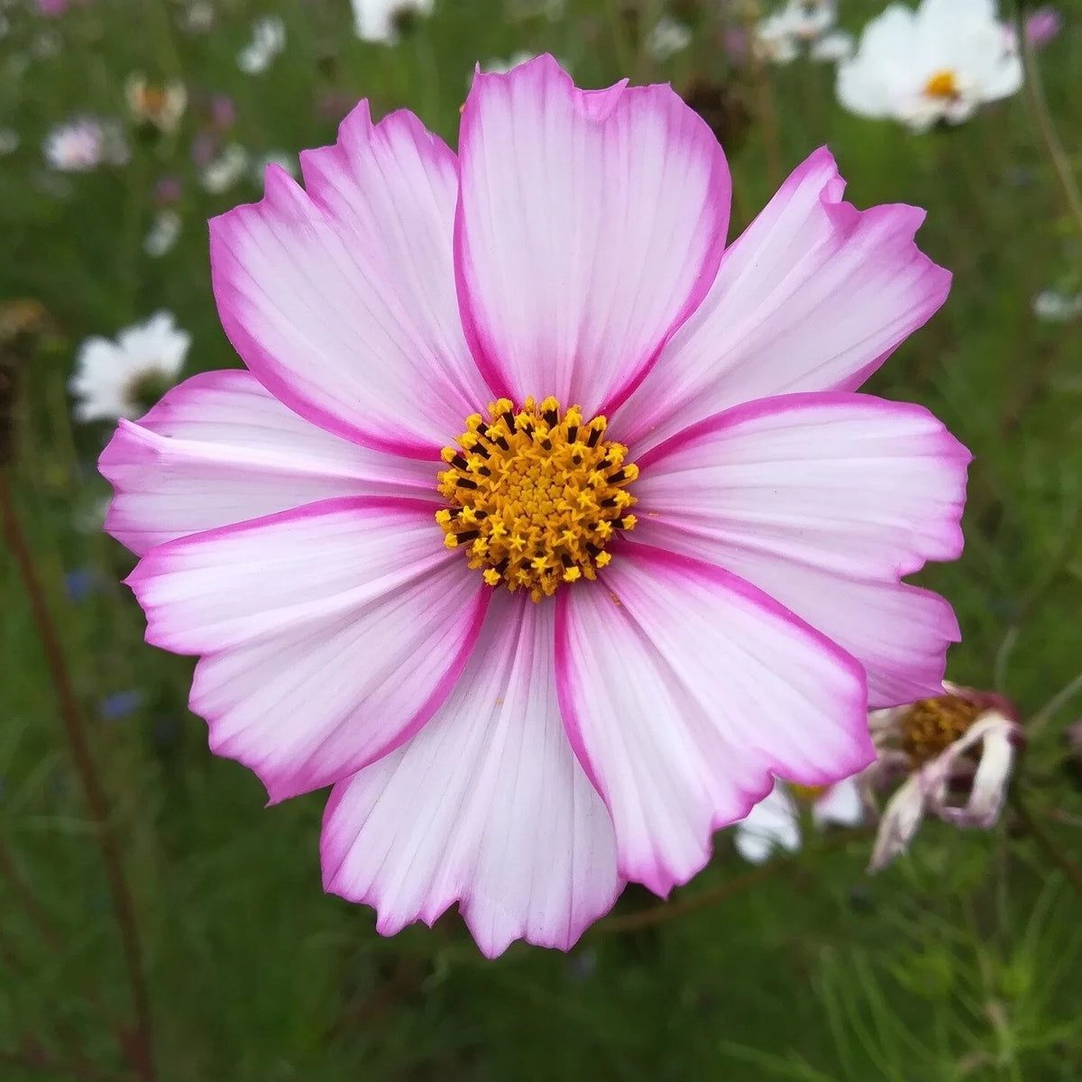 Cosmos Candy Stripe Flower Mix Easy Grow Garden Blooms (1000 grains)