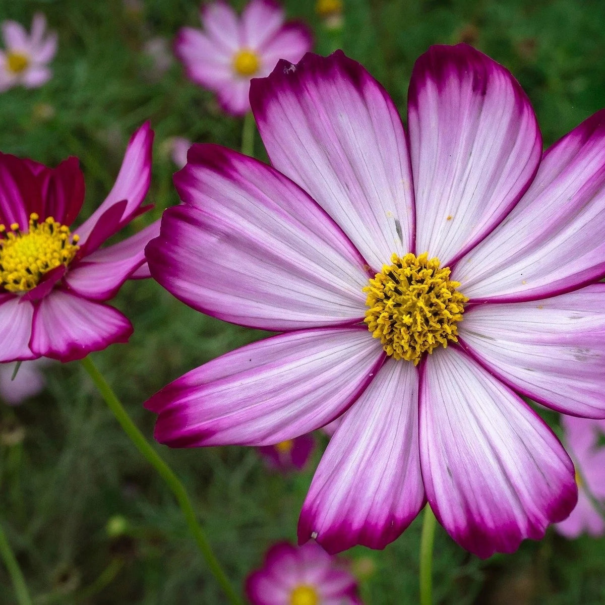 Cosmos Candy Stripe Flower Mix Easy Grow Garden Blooms (1000 grains)