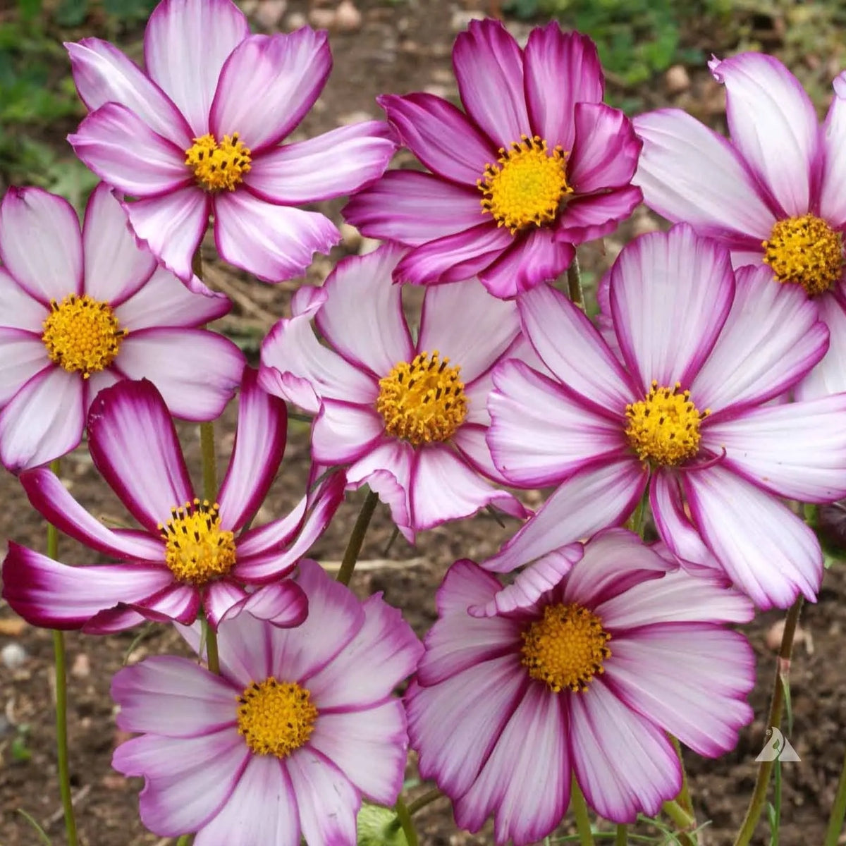 Cosmos Candy Stripe Flower Mix Easy Grow Garden Blooms (1000 grains)