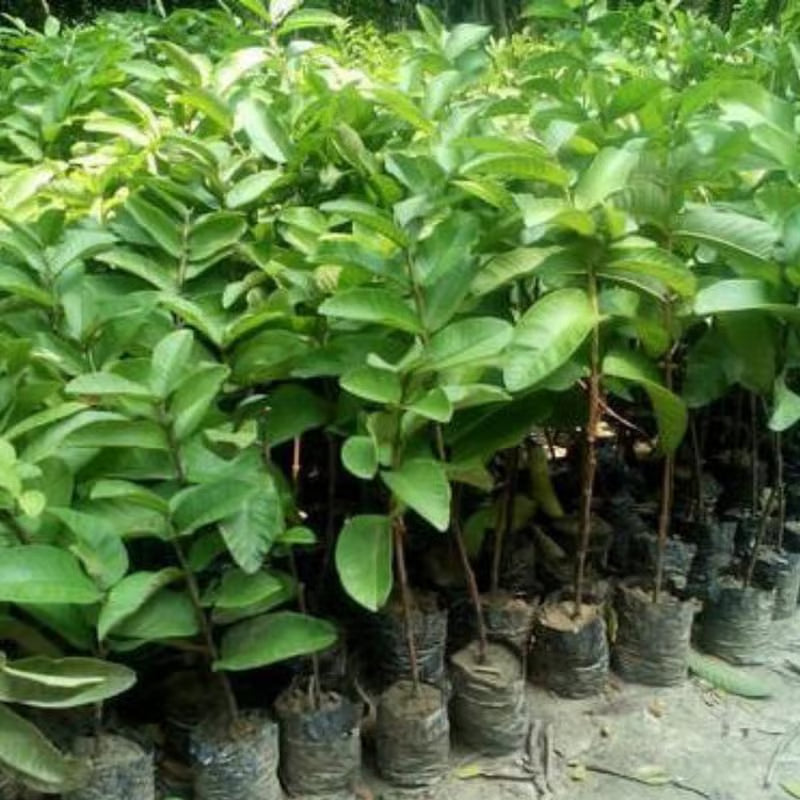 Tropical Guava Growing Kit for Pots & Gardens