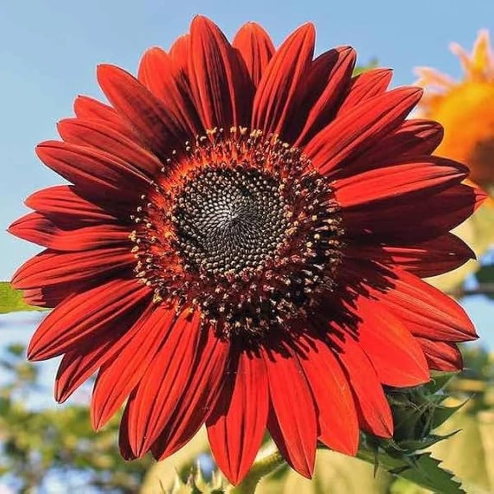 Sunflower Collection – Giant Teddy Bear & Classic Varieties for Your Garden