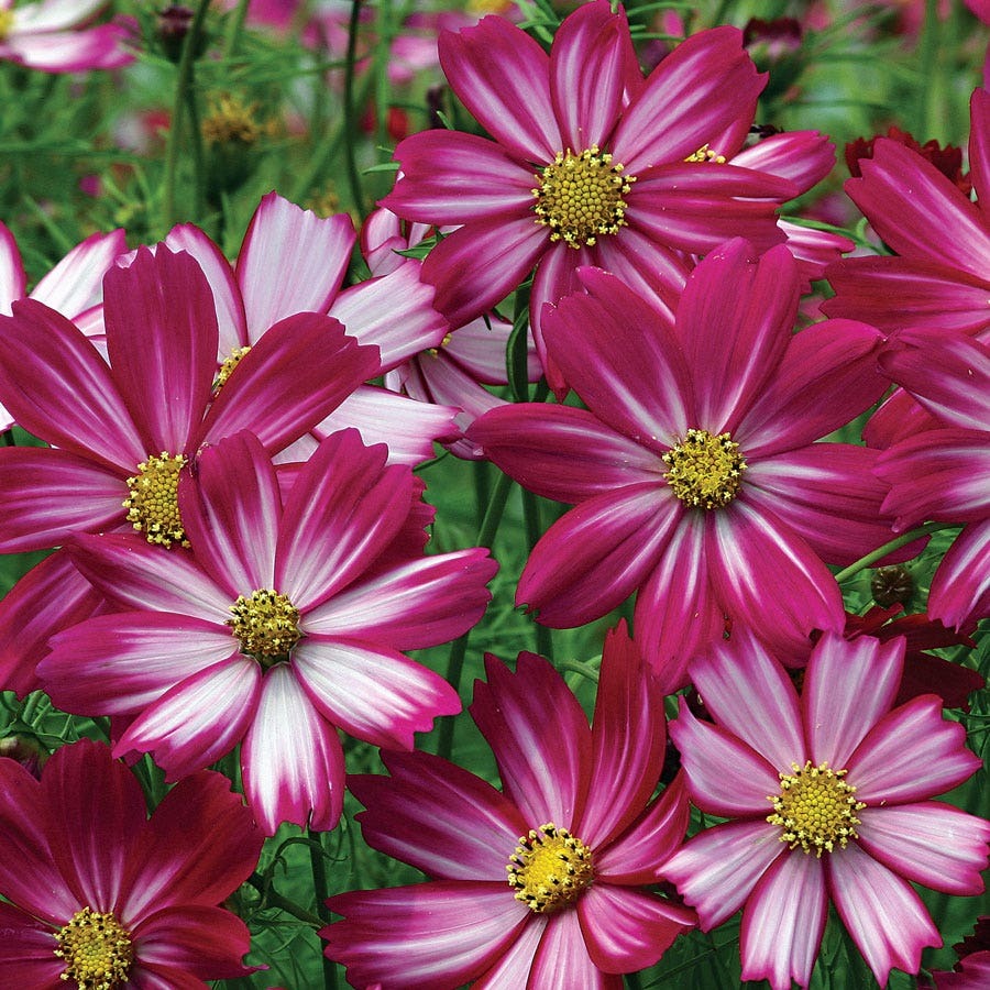 Cosmos Candy Stripe Flower Mix Easy Grow Garden Blooms (1000 grains)