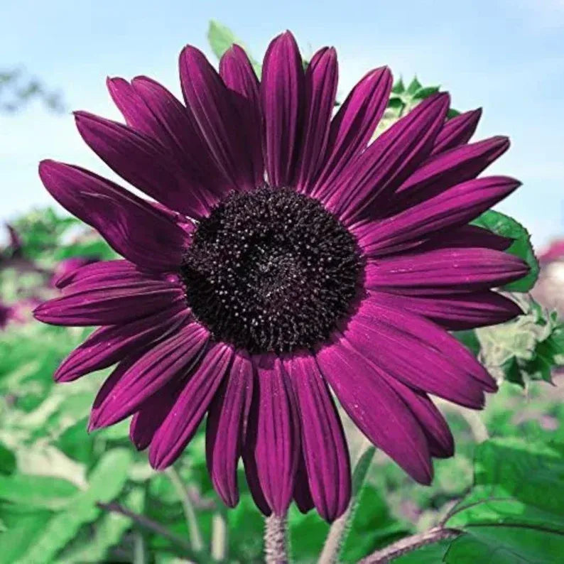 Sunflower Collection – Giant Teddy Bear & Classic Varieties for Your Garden