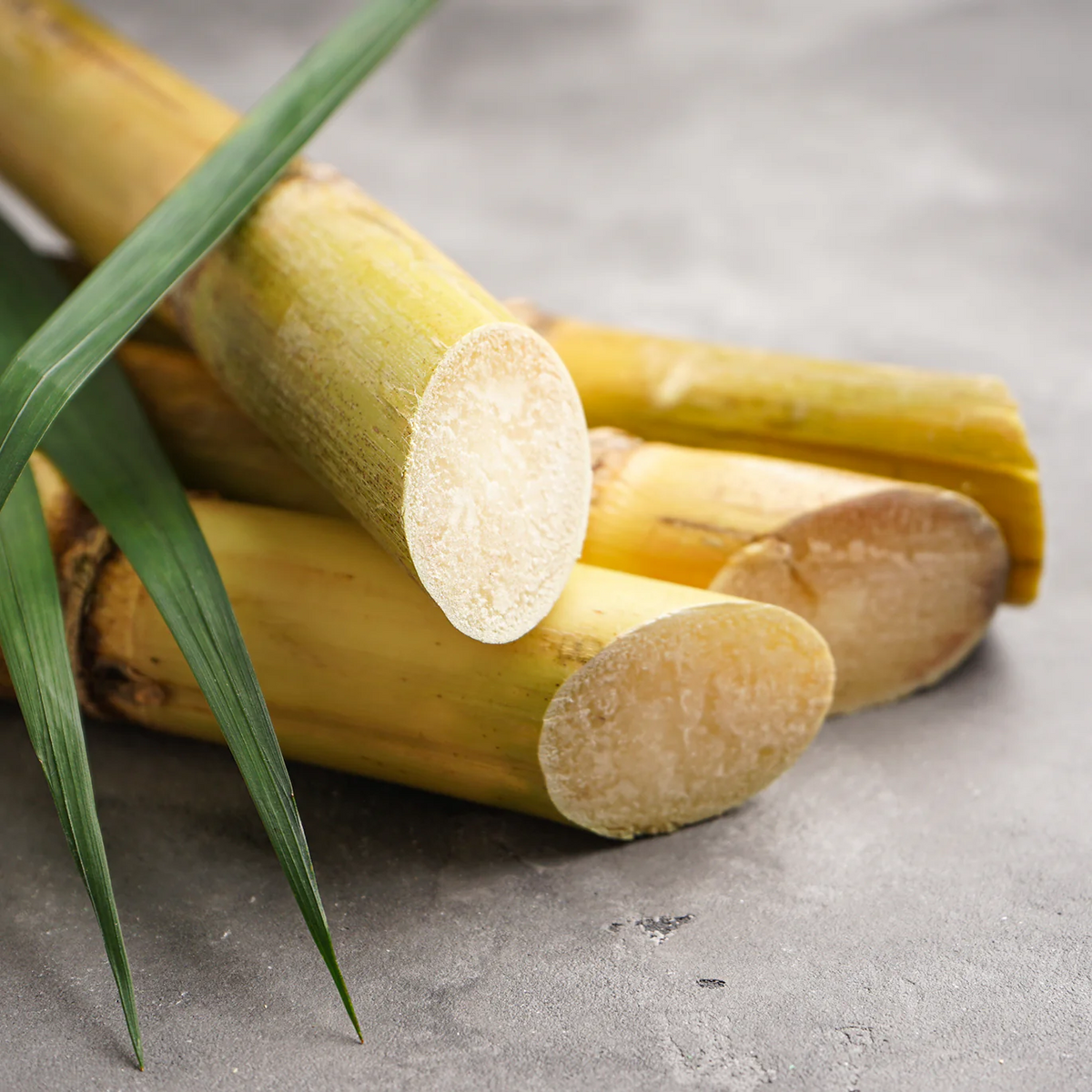 Sugarcane Collection – Purple Cane & Yellow Cane Varieties for Home Growing