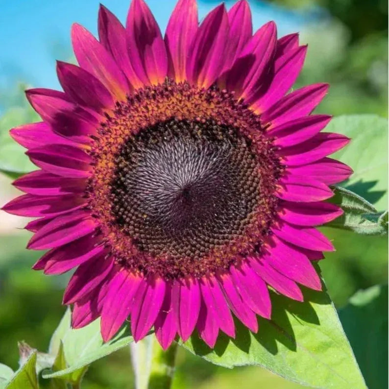 Sunflower Collection – Giant Teddy Bear & Classic Varieties for Your Garden