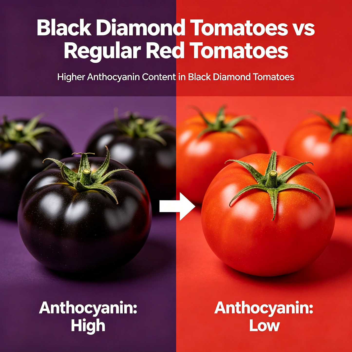Black Diamond Tomato Plant Kit — High Anthocyanin Sweet & Juicy