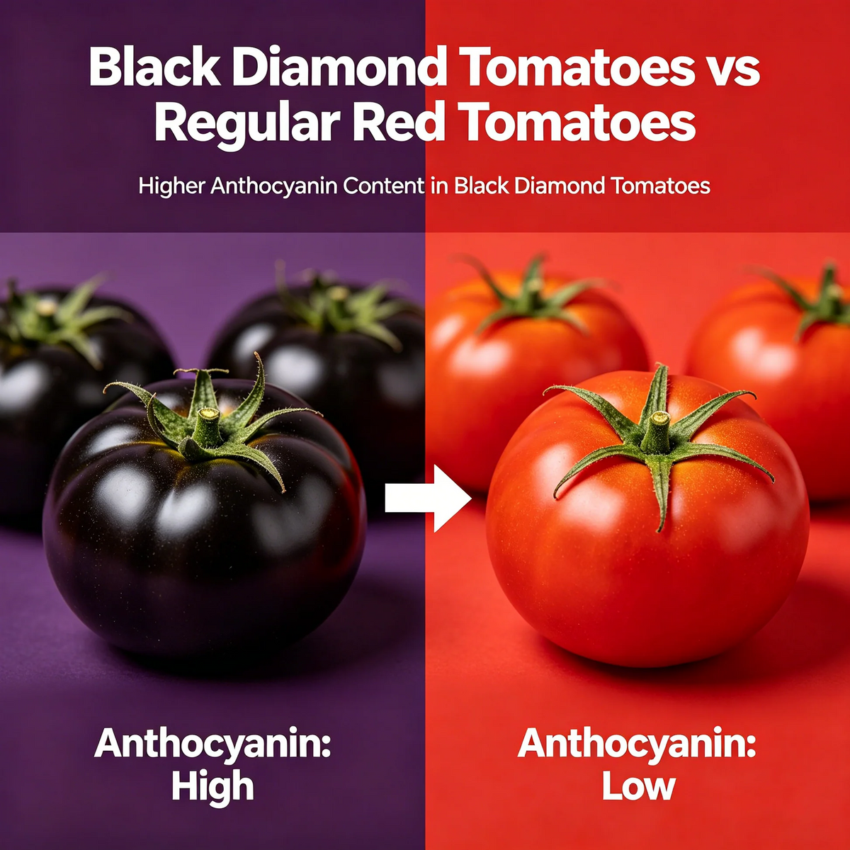Black Diamond Tomato Plant Kit — High Anthocyanin Sweet & Juicy