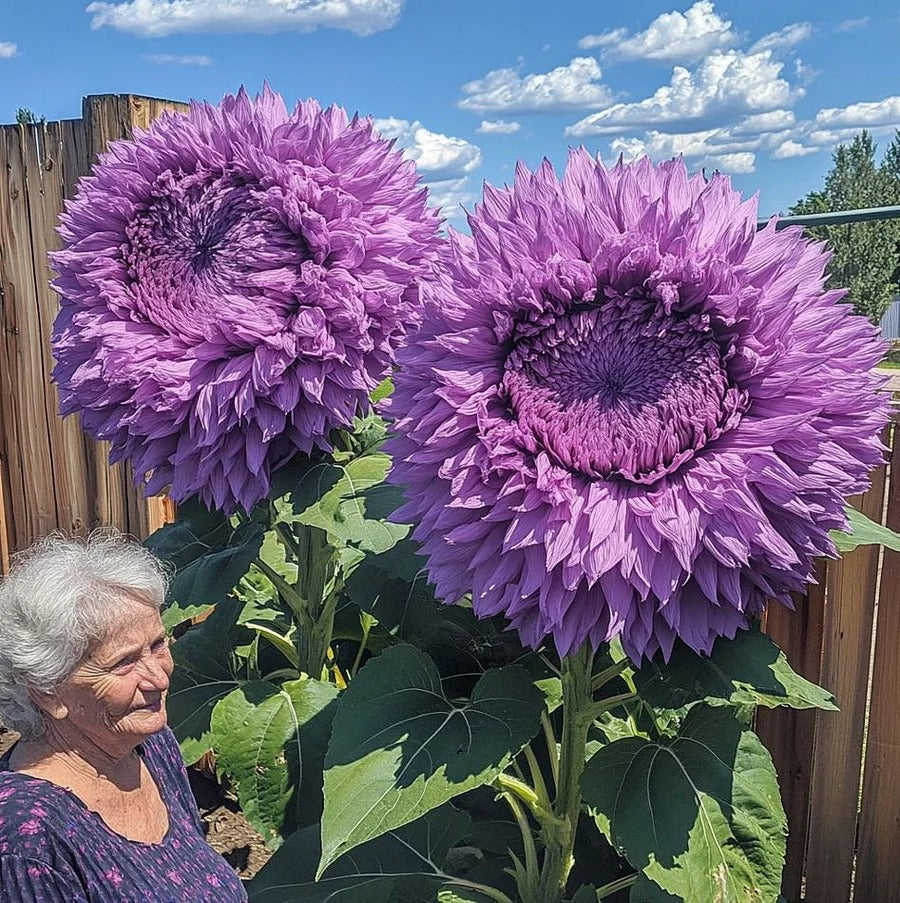 Sunflower Collection – Giant Teddy Bear & Classic Varieties for Your Garden