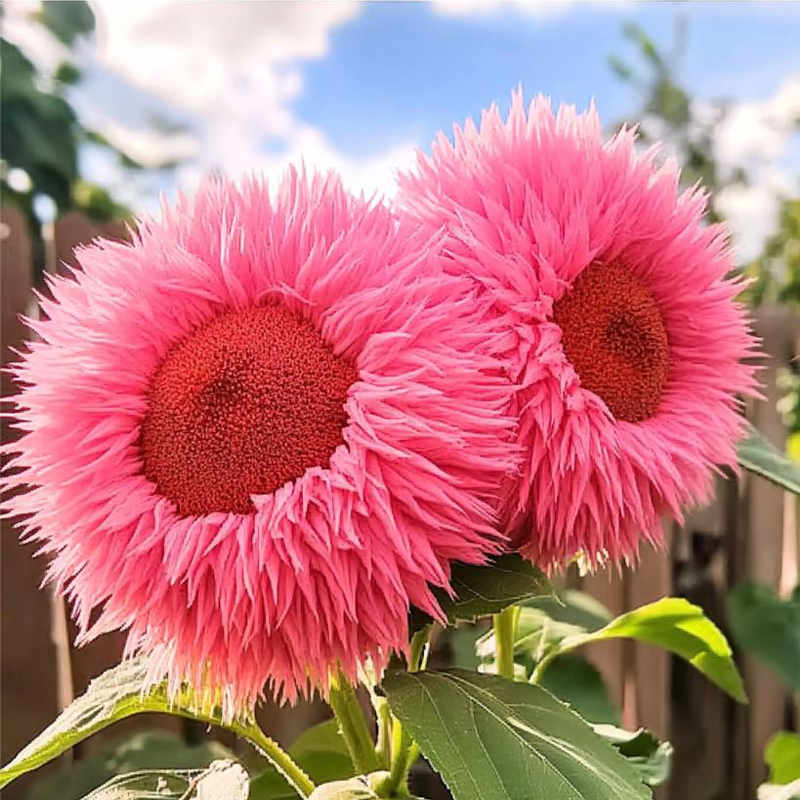 Sunflower Collection – Giant Teddy Bear & Classic Varieties for Your Garden